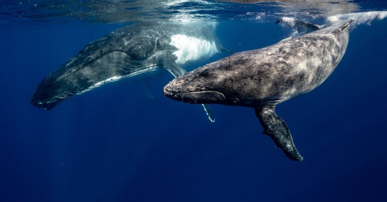 Whales - Humpback Whales Underwater