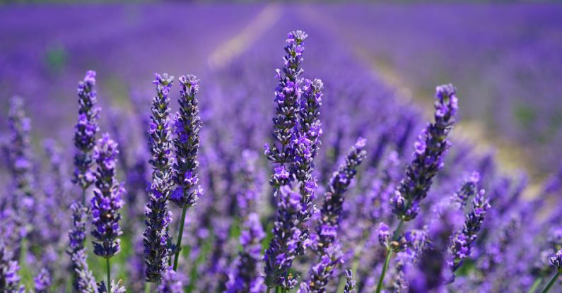 Lavender Fields - Purple Petal Flowers Focus Photograph